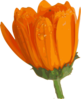 Blurred Orange Daisy Clip Art